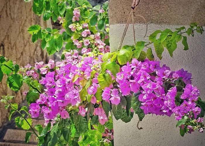 Ruzicin Dvor * Povlja (Brac)